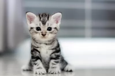 Guía para mantener a tu gato satisfecho y saludable