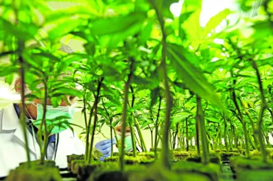Cultivo de marihuana: Programa para quienes tienen una indicación médica