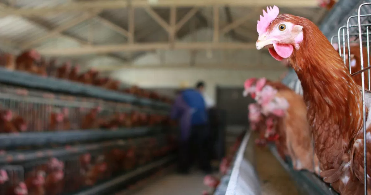 Río Negro: por un nuevo brote de gripe aviar, sacrificaron 200.000 pollos