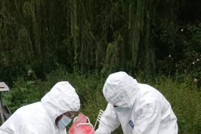 Gripe aviar: los casos y el temor aumentan