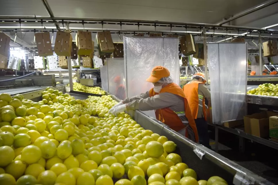 LIMONES AL EXTERIOR. La actividad citrícola representa alrededor del 52% del total de exportaciones anuales de la provincia. LA GACETA / FOTO JUAN PABLO SÁNCHEZ NOLI