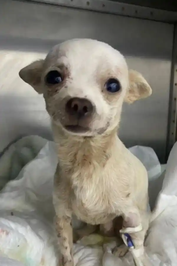 Murió Pinky, el chihuahua que fue apuñalado cuando intentó defender a su familia de un ladrón. (Foto: Facebook / @Pinky)