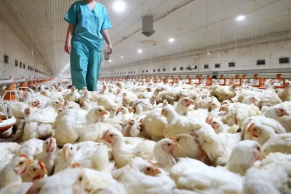Confirmaron dos nuevos casos de gripe aviar en el país