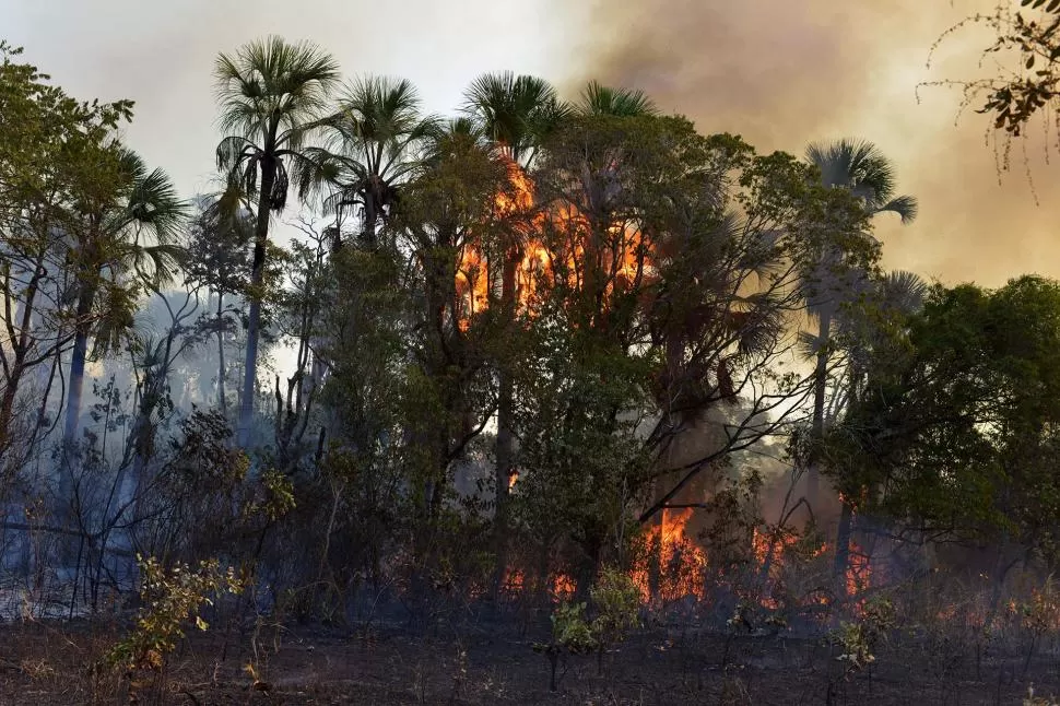 AMENAZA. El fuego en Amazonia pone en riesgo a todo el planeta.  