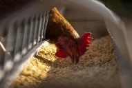 Confirmaron el primer caso de gripe aviar en corrales y se suspendió la exportación