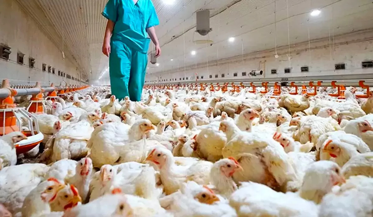 UNA ACTIVIDAD, EN ALERTA. En Tucumán confían en que la gripe aviar no afectará el factor económico.