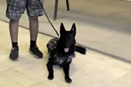 Kira, la perra rescatista que estuvo en la búsqueda de Ariel Loza