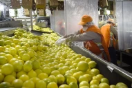 Simón Padrós: A nivel nacional se minimiza la importancia del citrus para el norte
