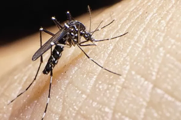 Dengue: científicas del Conicet explicaron por qué la mañana y el atardecer son los horarios de más riesgo