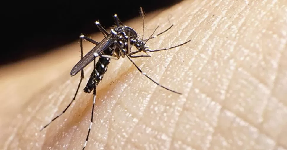 VECTOR DE LA ENFERMEDAD. El Aedes se infecta al picar personas enfermas y luego transmite la patología.  