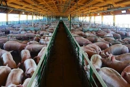 Análisis para mantener a raya a la triquinosis