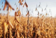 Por la sequía, se espera la peor cosecha de soja en años