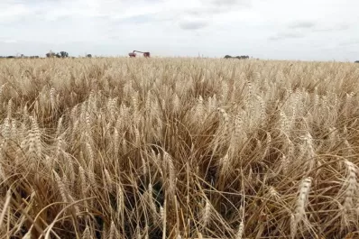 Brasil aprueba el cultivo de trigo transgénico