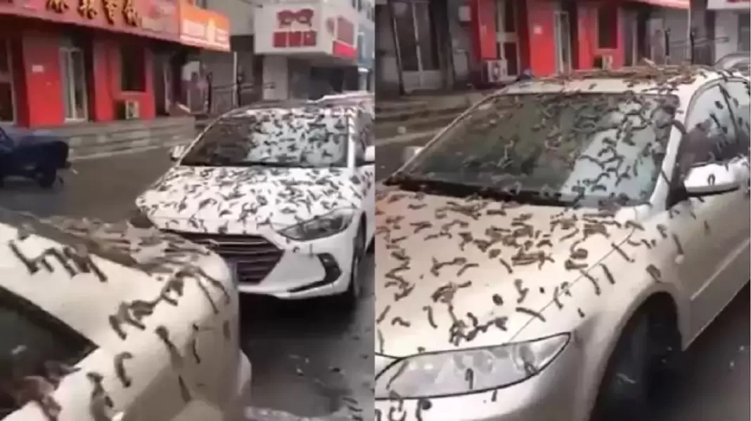 Qué pasó realmente con la misteriosa lluvia de gusanos en China