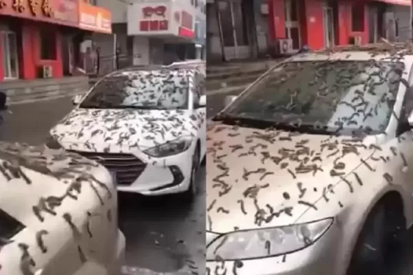 Qué pasó realmente con la misteriosa lluvia de gusanos en China