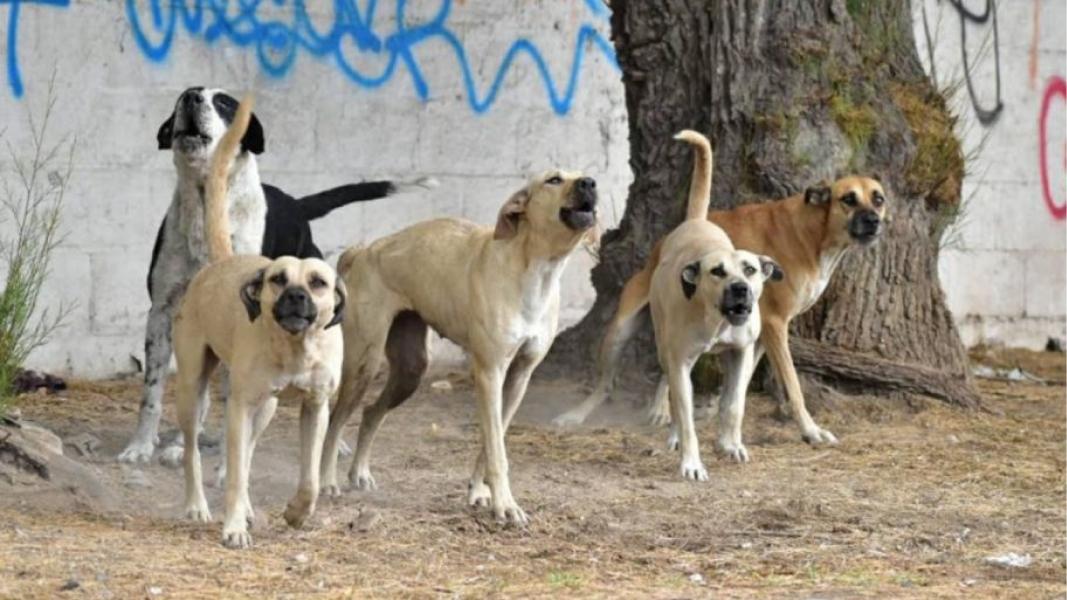 A qué se debe el cambio en la genética de los perros en Chernobyl