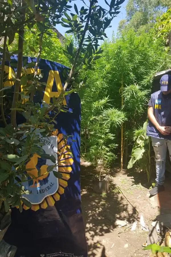 La plantación, en el fondo de la casa.