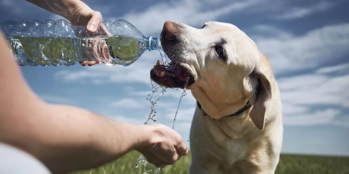 La hidratación de nuestras mascotas es muy importante para evitar golpes de calor.