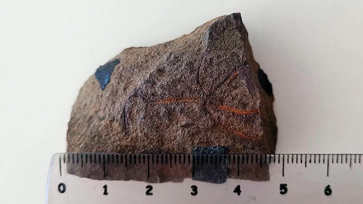 Descubrieron el fósil de una estrella frágil de 193 millones de años en Neuquén