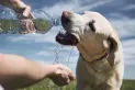 Golpes de calor: cómo cuidar a nuestras mascotas de las altas temperaturas