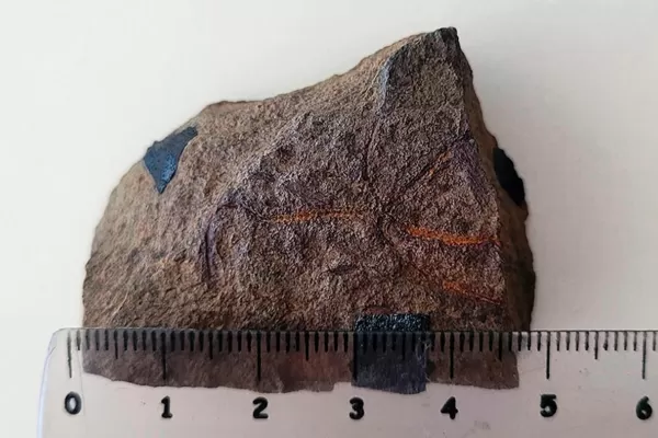 Descubrieron el fósil de una estrella frágil de 193 millones de años en Neuquén
