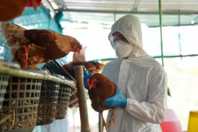Un veterinario croata contó cómo se abordó la influenza aviar en ese país
