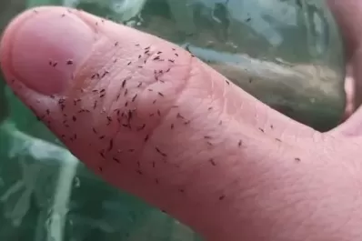 Buenos Aires atraviesa una invasión piojillos de paloma: ¿Qué son estos insectos y cómo afectan la salud?