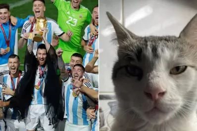 Comparó a un gato con un jugador de la Selección argentina y es furor en las redes