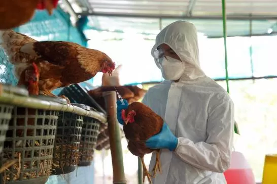 INFORME La influenza aviar debe ser manejada a través de una red de trabajo para que su control sea efectivo.  