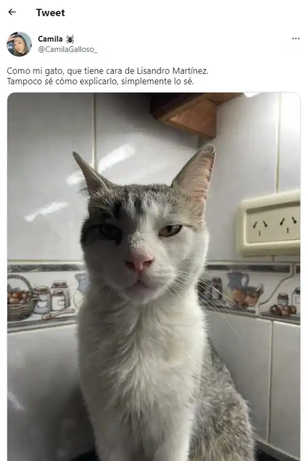 Comparó a un gato con un jugador de la Selección argentina y es furor en las redes