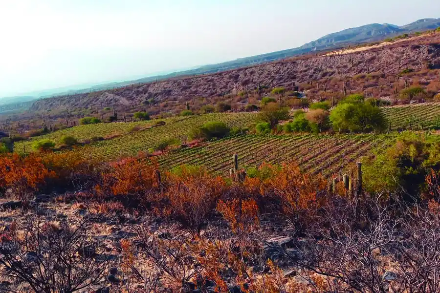 Tres opciones para degustar los secretos de los vinos