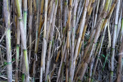 UCIT pide la emergencia agropecuaria