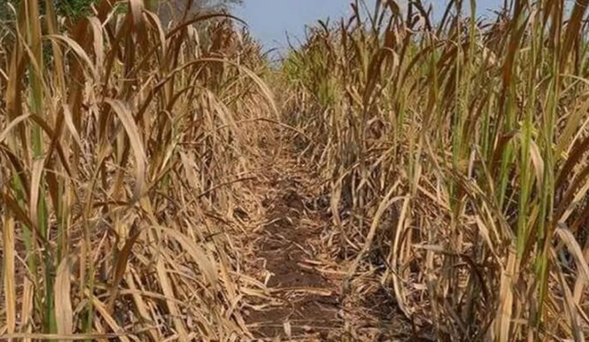 Sequía: No están dadas las condiciones para declarar la emergencia en toda la provincia’’
