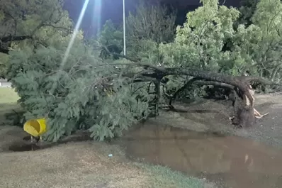 Se cayó un árbol sobre juegos infantiles en Yerba Buena