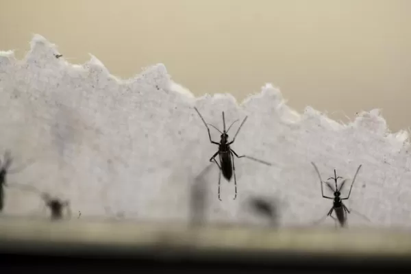 Epidemia en Tucumán: cada 12 minutos hay un nuevo contagiado de dengue