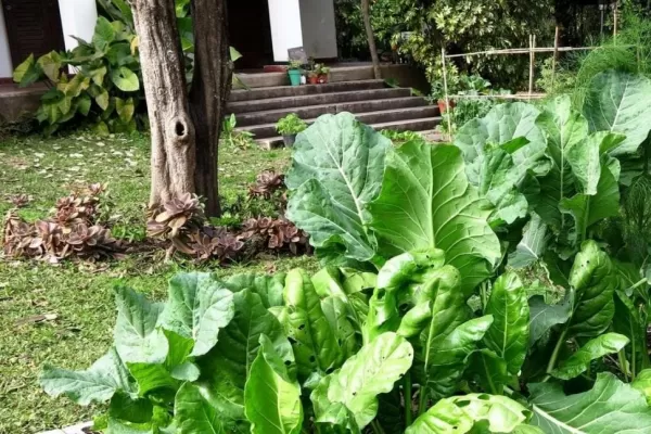 Huertas en los hogares: la delicia de tu cosecha