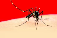 Dengue: cómo es la técnica para esterilizar mosquitos