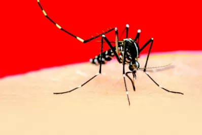 Dengue: cómo es la técnica para esterilizar mosquitos