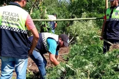 Simoca: allanaron una vivienda por un robo y encontraron plantas de marihuana