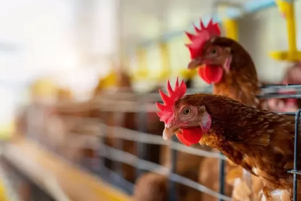 Argentina retomará la exportación de productos avícolas a Singapur