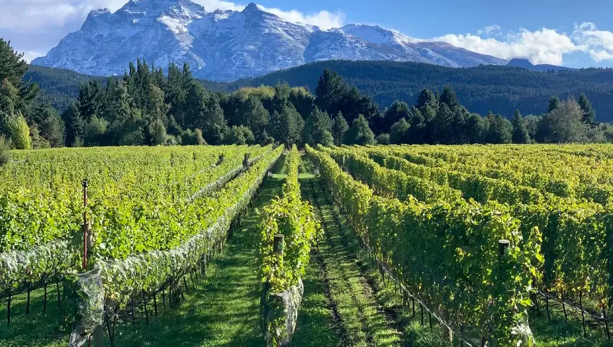 “Hay que hacer foco en la argentina como país productor de vino”