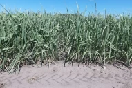 La sequía y el calor afectaron los cañaverales y ya no queda tiempo para una recuperación