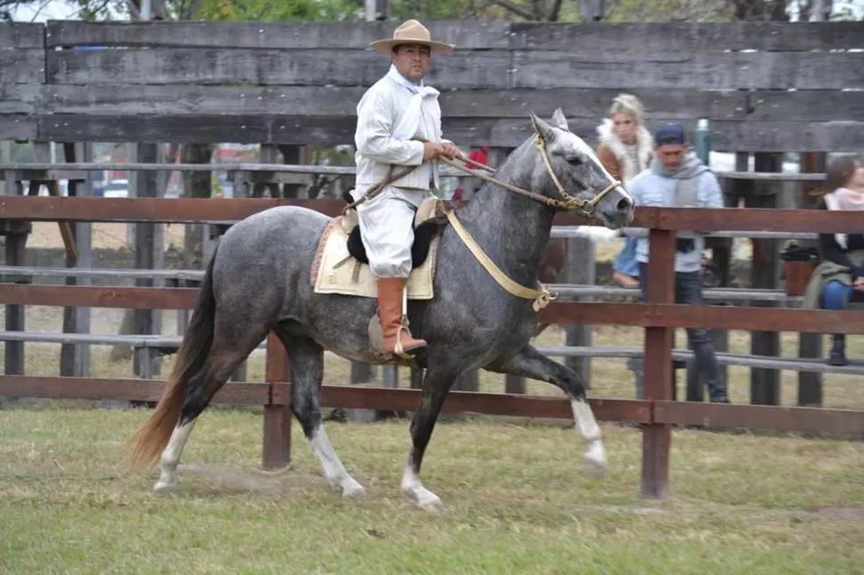 El desafío de viajar en un caballo peruano a Salta