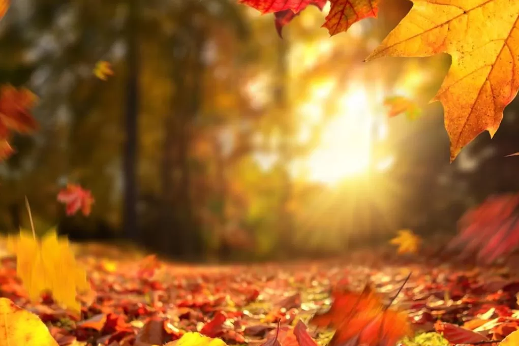 Equinoccio de otoño: qué significa y qué rituales hacer para renovar energias