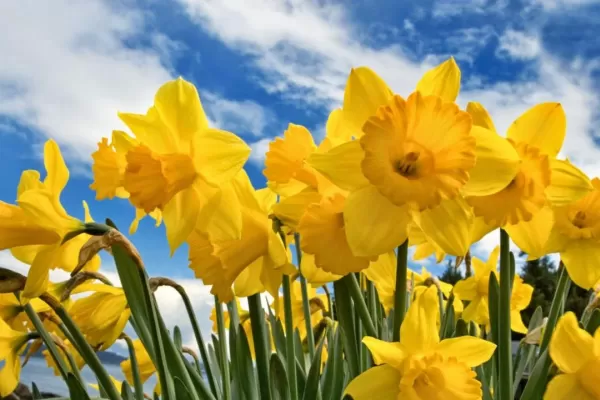 ¿Dónde y por qué se regalan flores amarillas cada 21 de marzo?