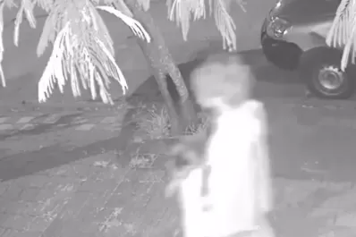 Conmoción por un joven que se dedica a matar gatos: Le hicieron bullying en el colegio