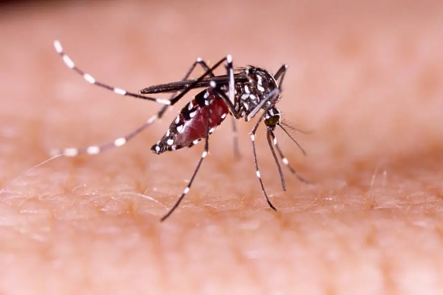 VECTOR DE PATOLOGÍAS. El Aedes transmite dengue, zika y chikungunya.