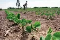 Tucumán decretará la emergencia agropecuaria por la sequía