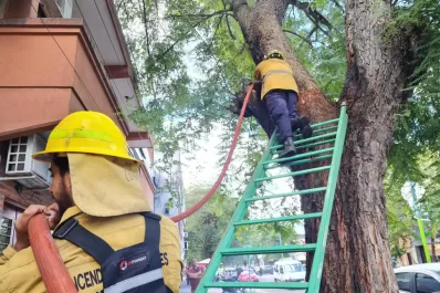 Un viejo árbol ardió varias horas en avenida Mitre al 600