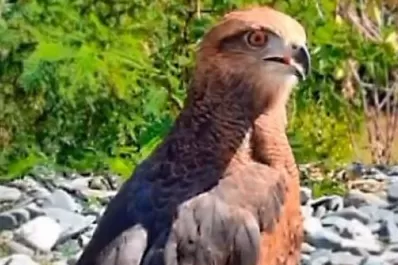 Tucumán: liberaron tres ejemplares de aves rapaces